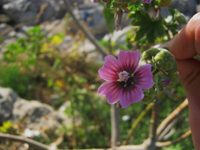 Malva veneta